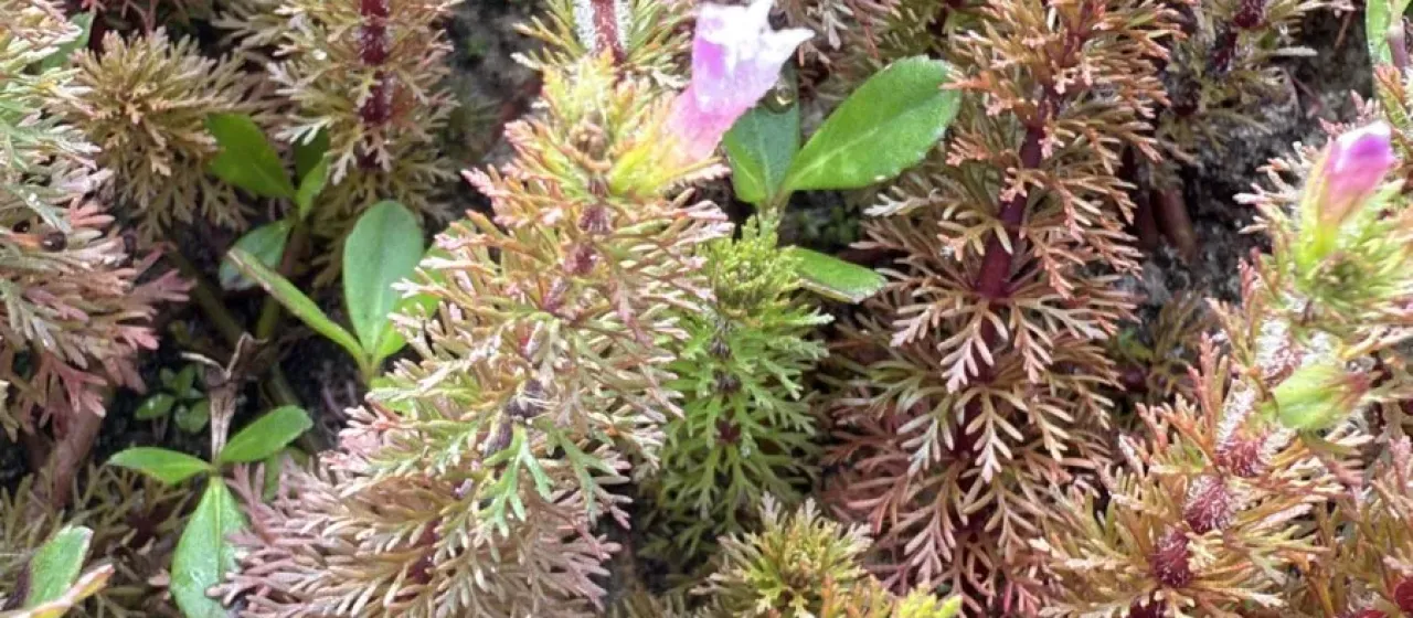 Limnophila sessiliflora