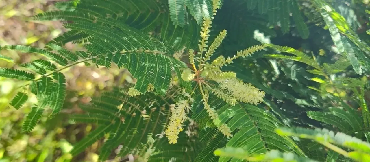 Gagnebina pterocarpa
