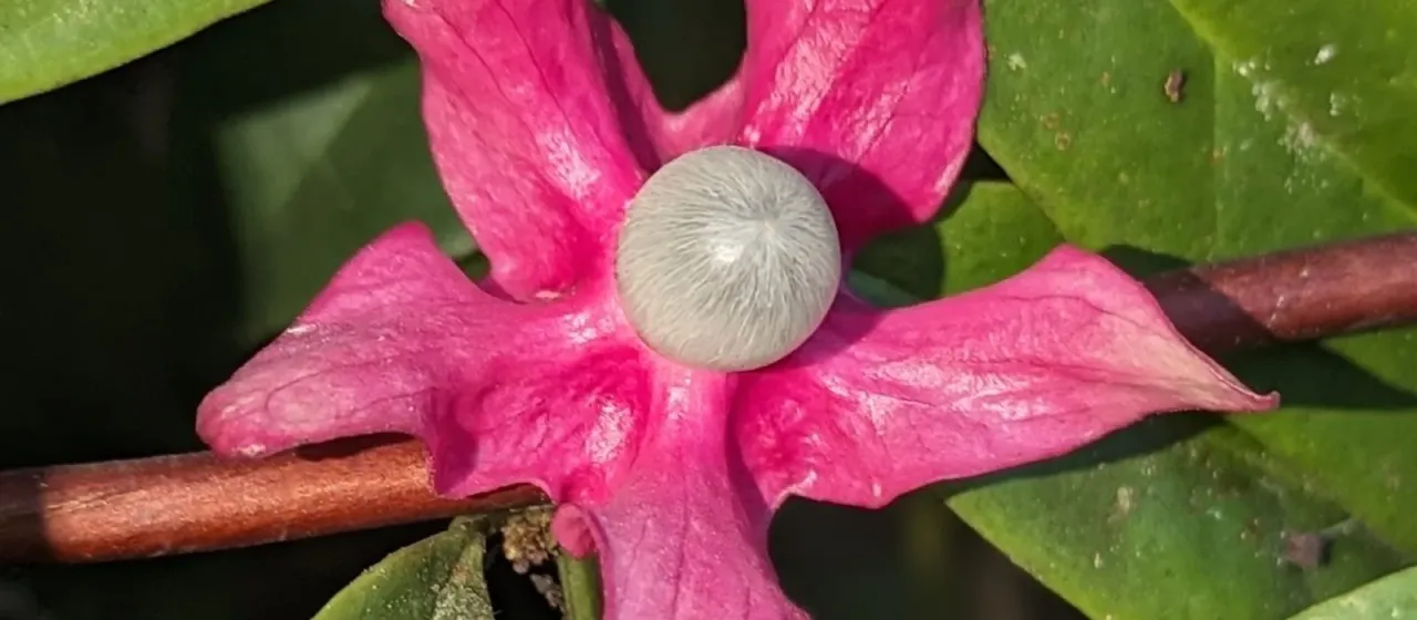 Heisteria parvifolia