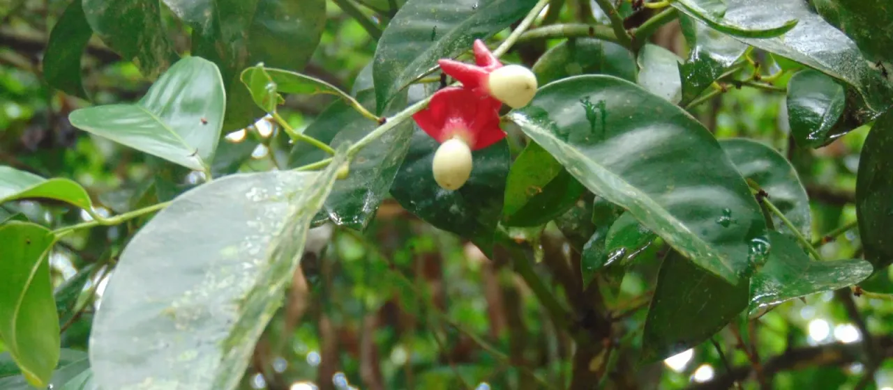 Heisteria silvianii