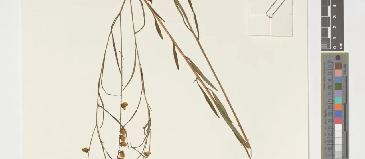 Polygala multiflora