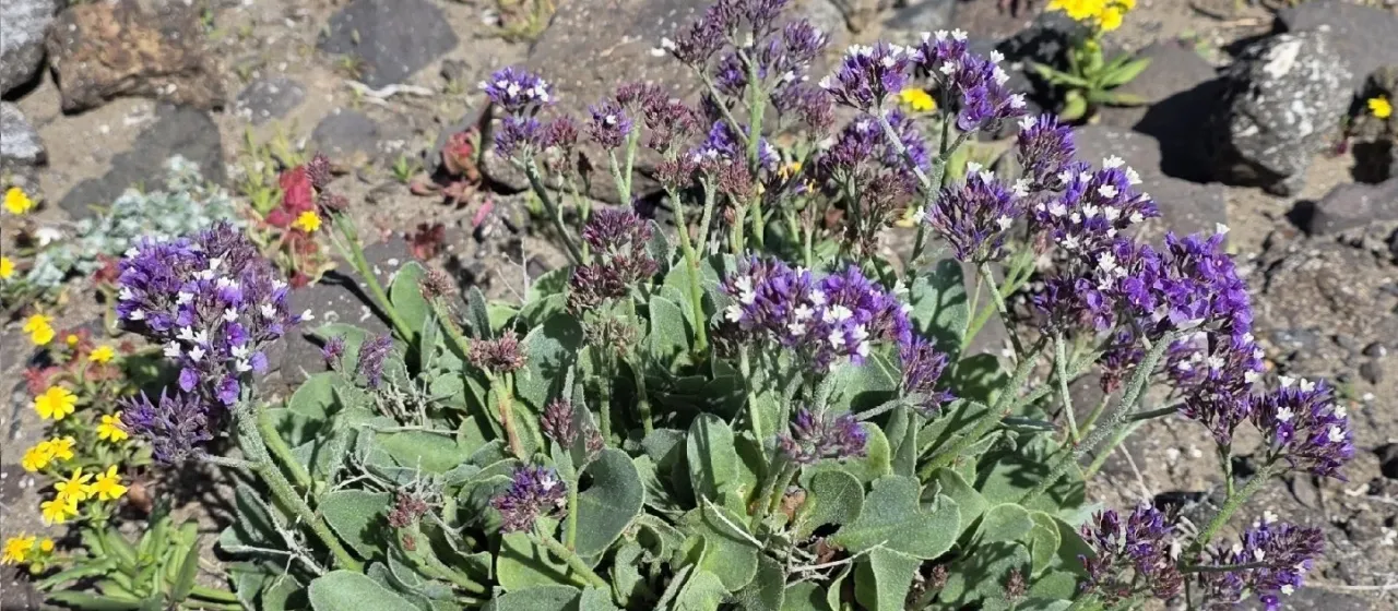 Limonium puberulum