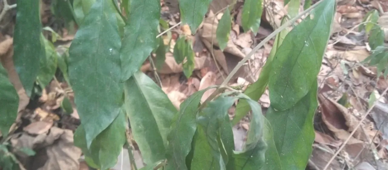 Psychotria calva