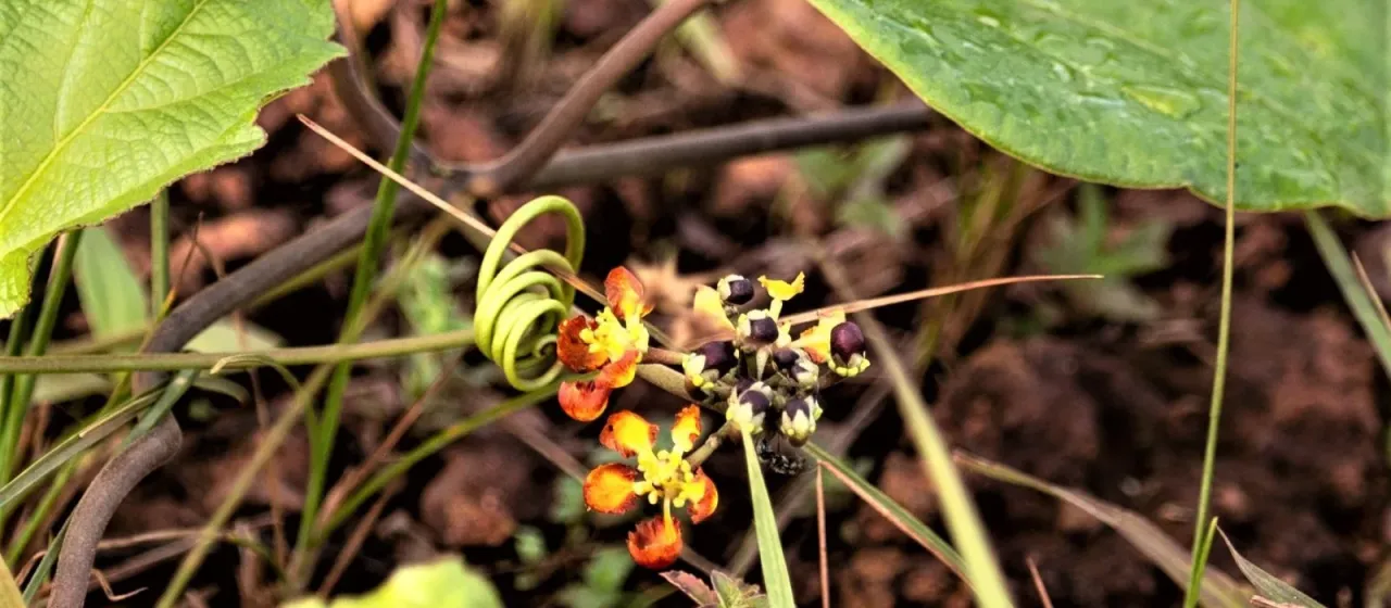 Stigmaphyllon sinuatum