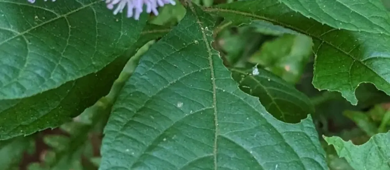 Acilepis ornata
