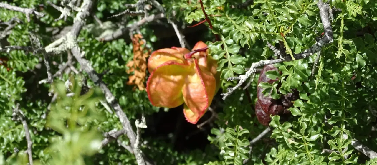 Erythrophysa alata