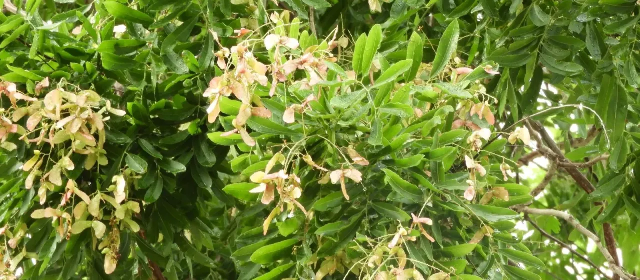 Thouinidium decandrum