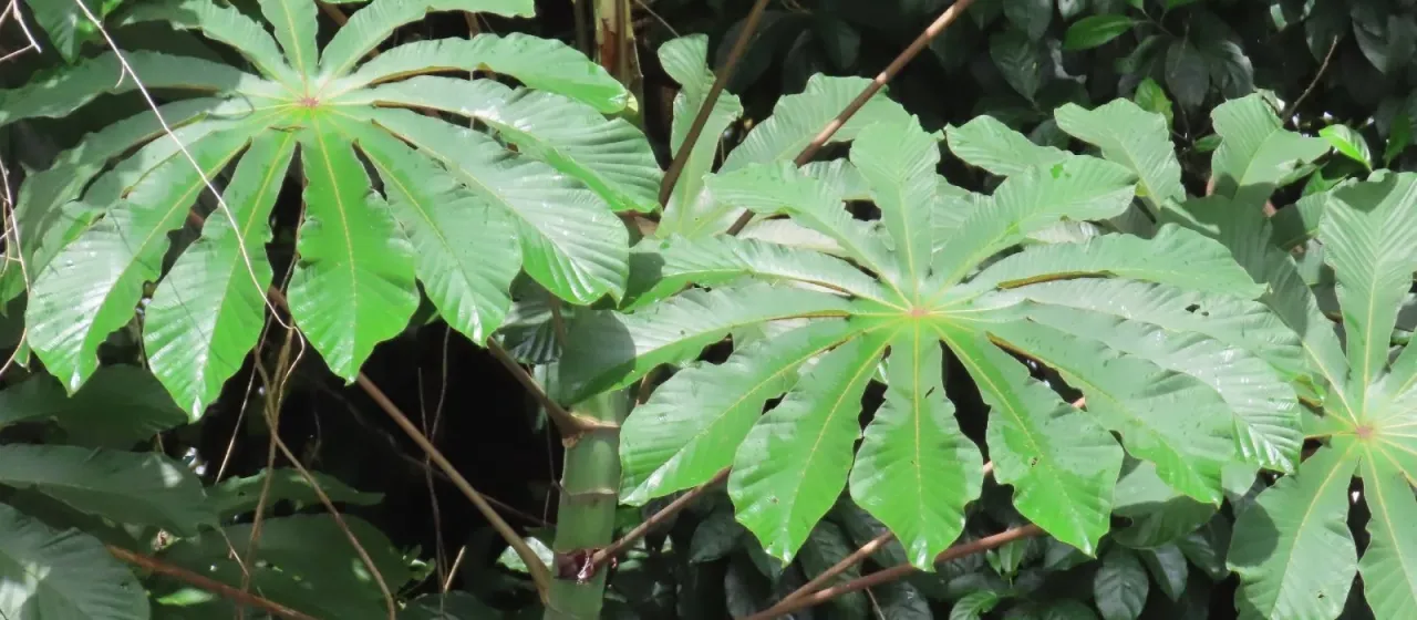 Cecropia obtusifolia