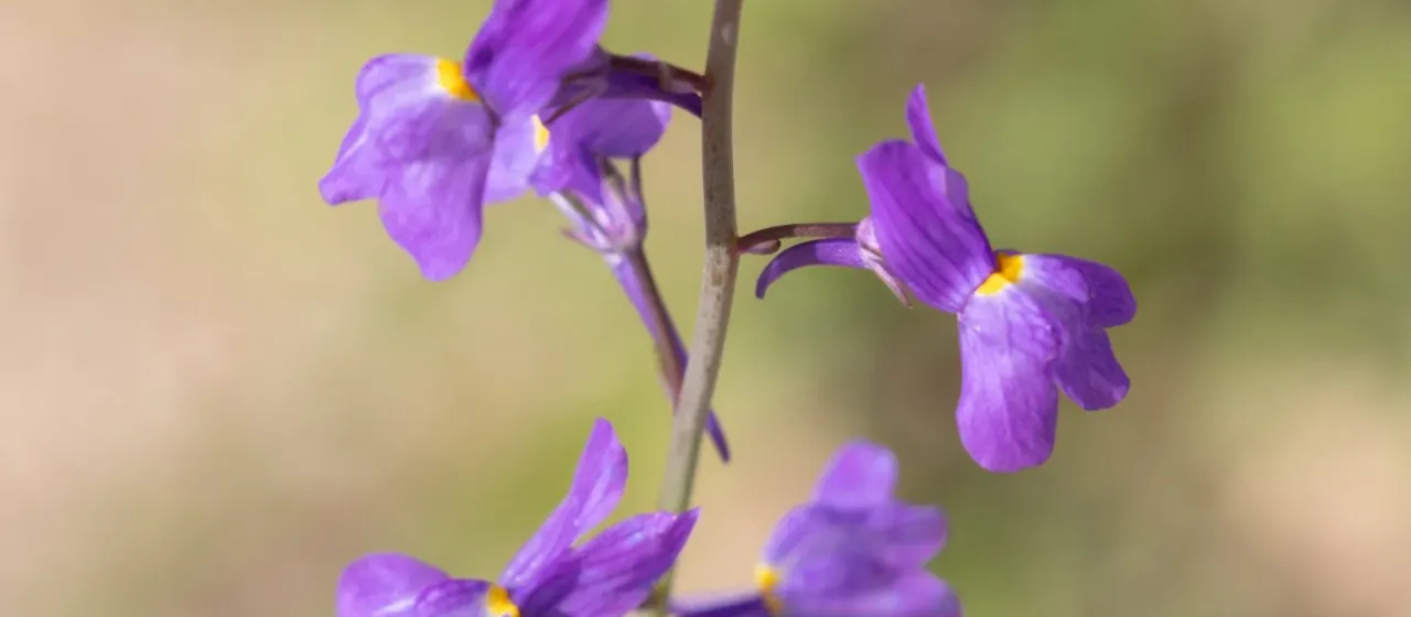 Linaria bipartita