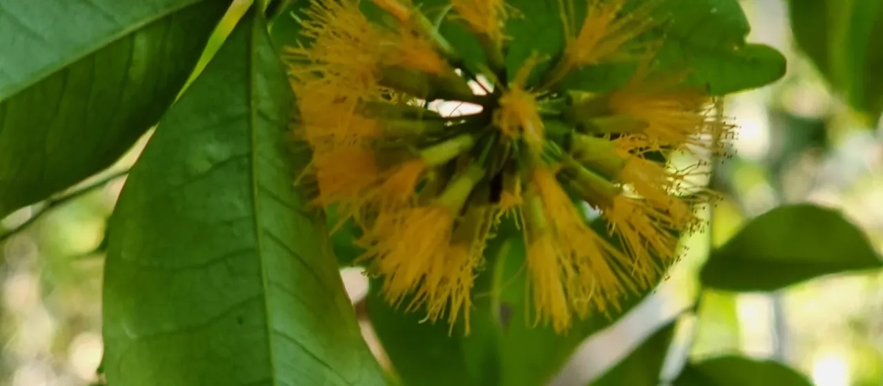 Pararchidendron pruinosum