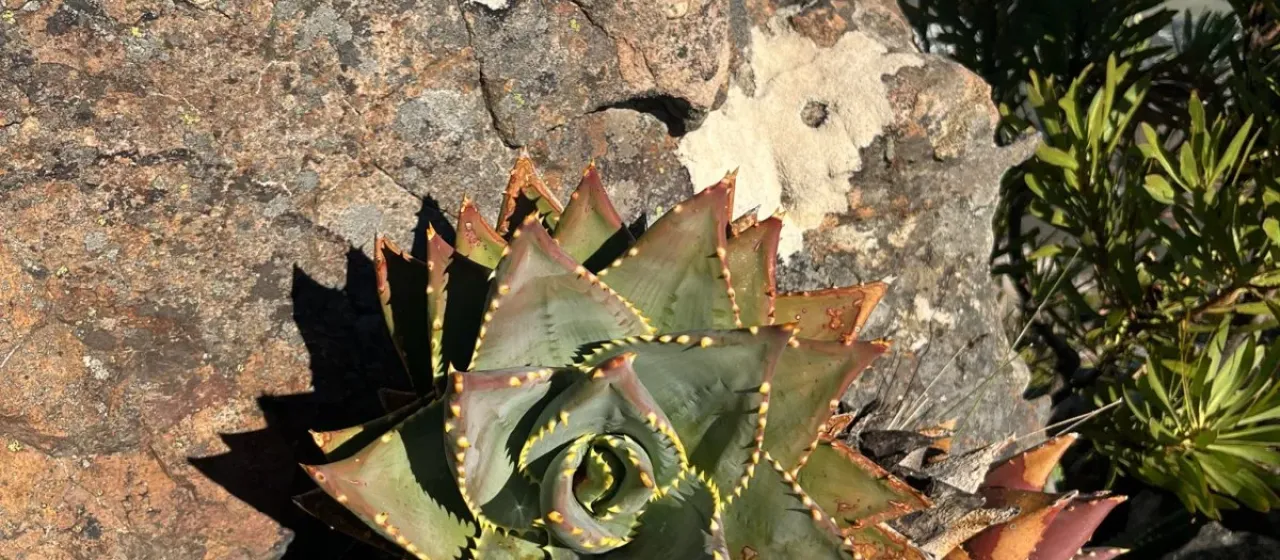 Aloe perfoliata