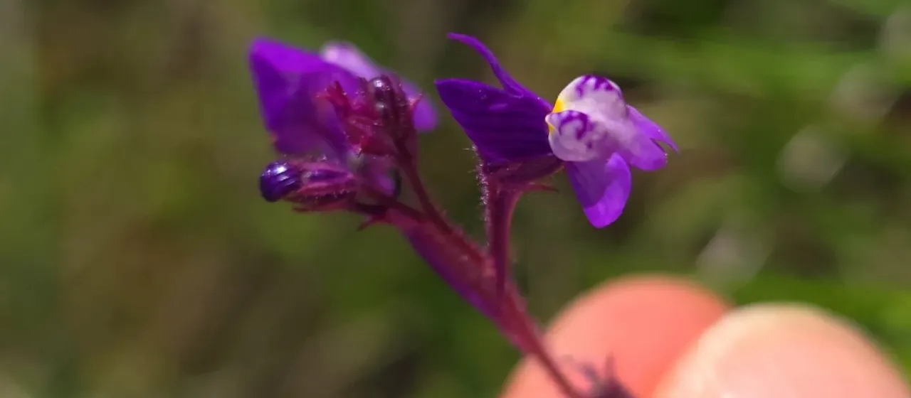 Linaria incarnata