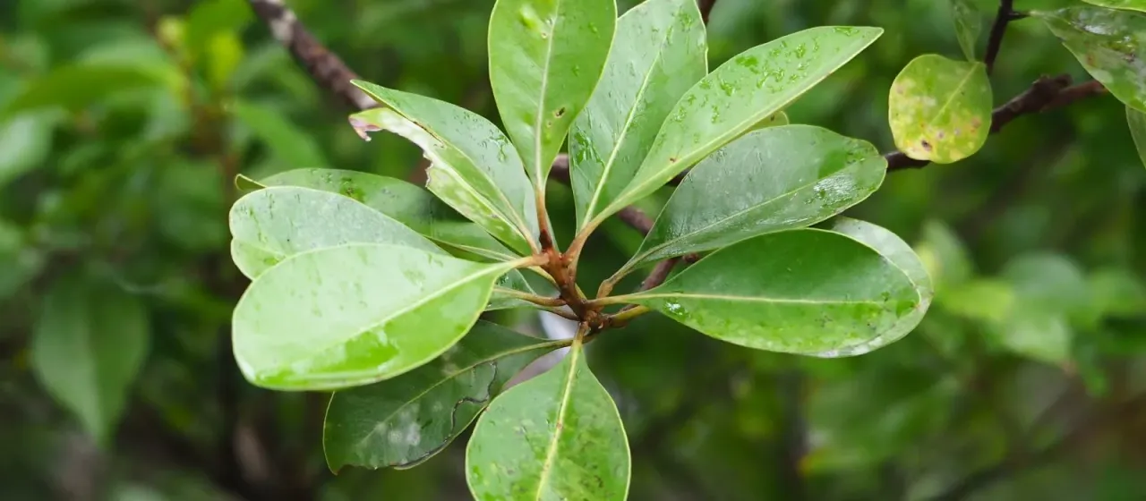 Planchonella obovata