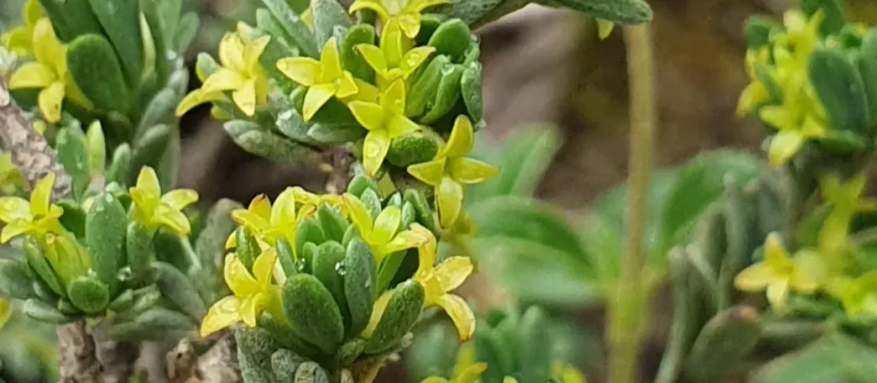 Silver thymelaea