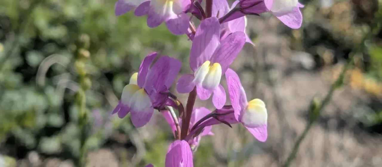 Moroccan toadflax