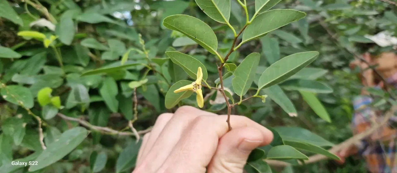 Annona emarginata
