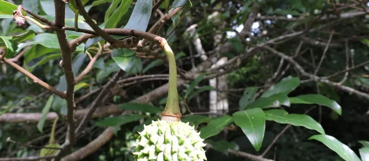 Annona neosericea