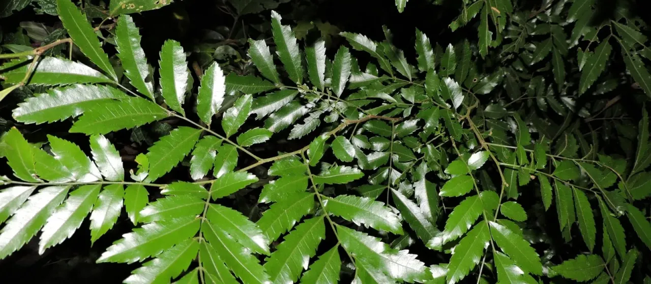 Diatenopteryx sorbifolia