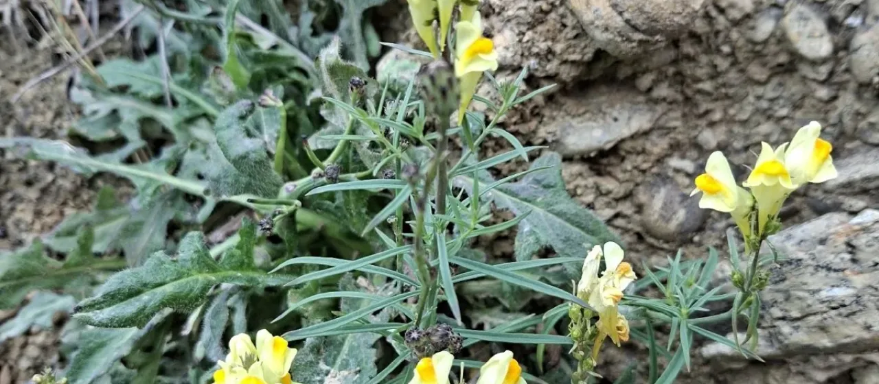 Yellow toadflax