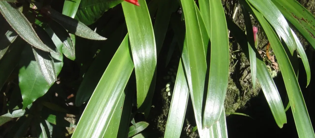 Hippeastrum aulicum