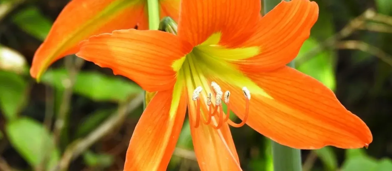 Hippeastrum striatum