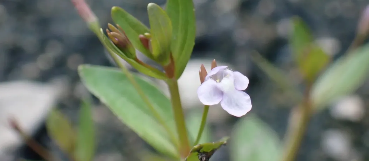 Lindernia procumbens