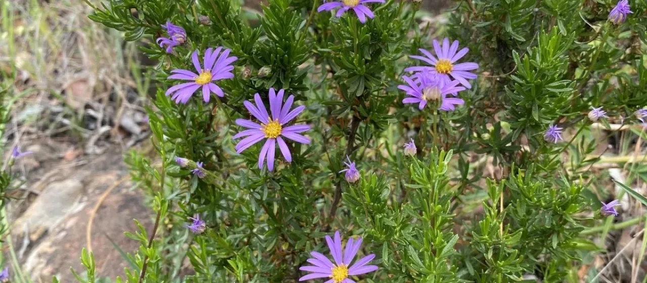 Shrub daisy