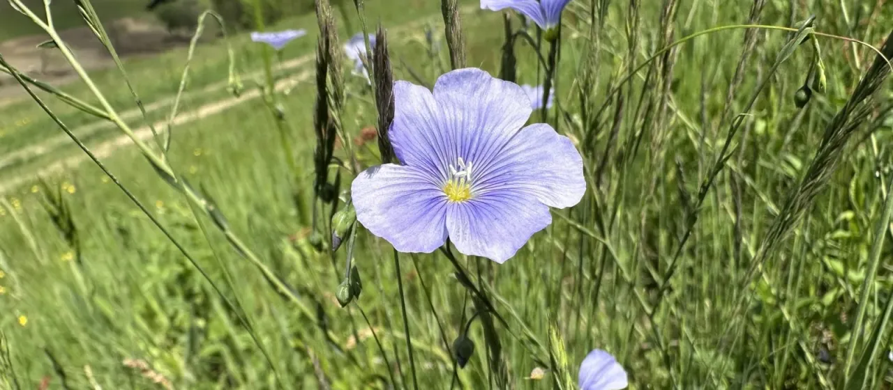 Austrian flax