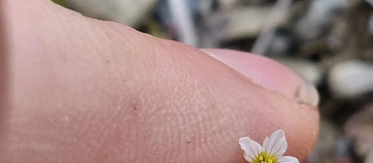 Fairy flax