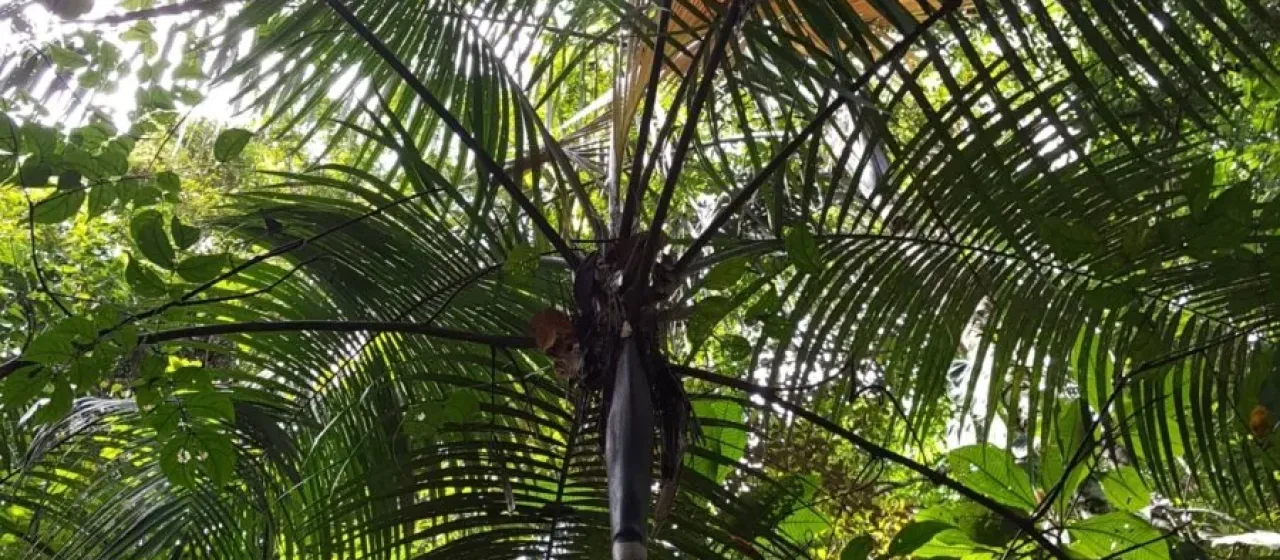 Oenocarpus minor