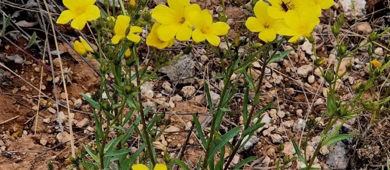 Yellow flax