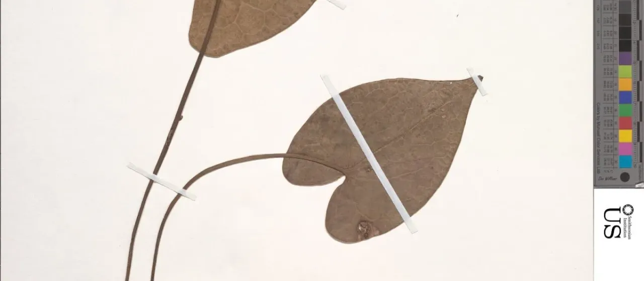 Asarum yakusimense