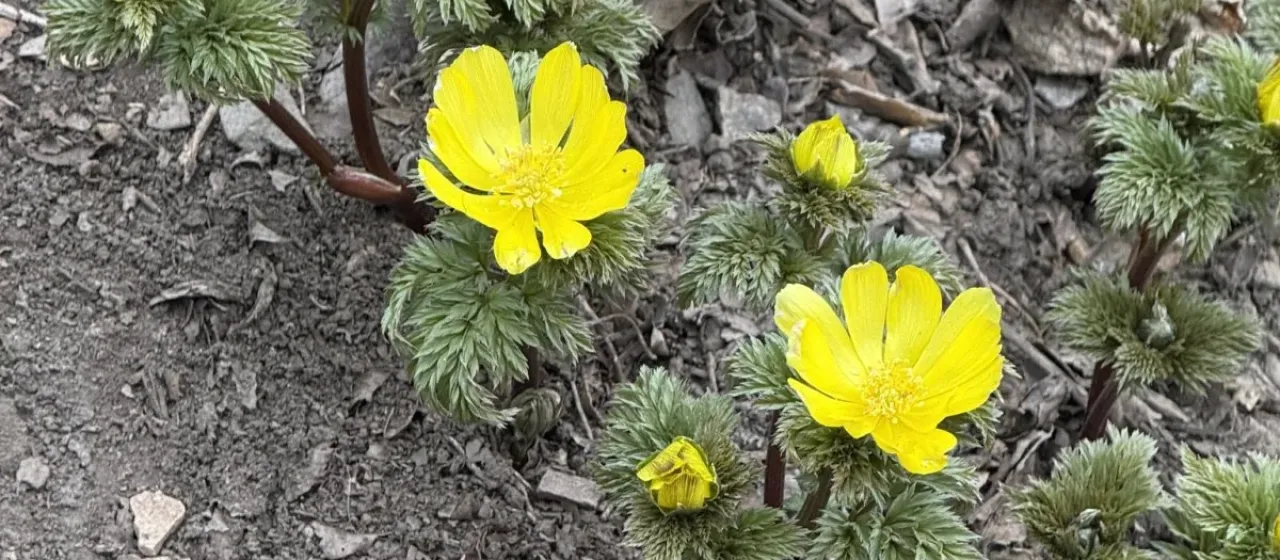 Adonis ramosa