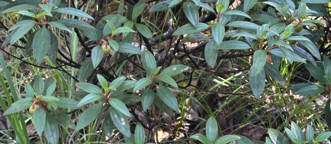 Melastoma tetramerum
