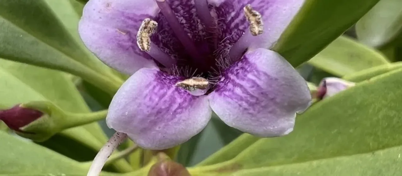 Myoporum bontioides