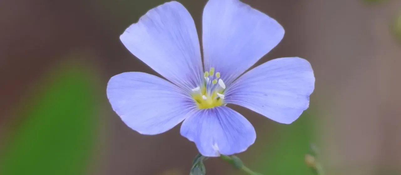 Perennial flax