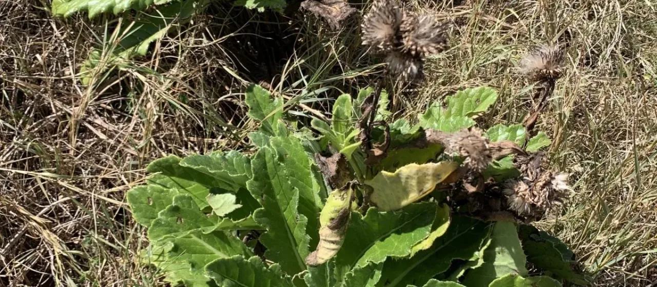 Bonin thistle