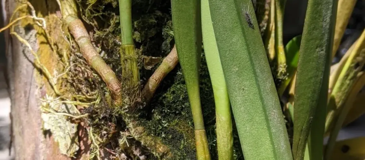 Bulbophyllum affine