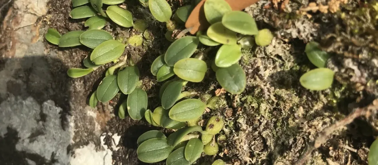 Bulbophyllum inconspicuum