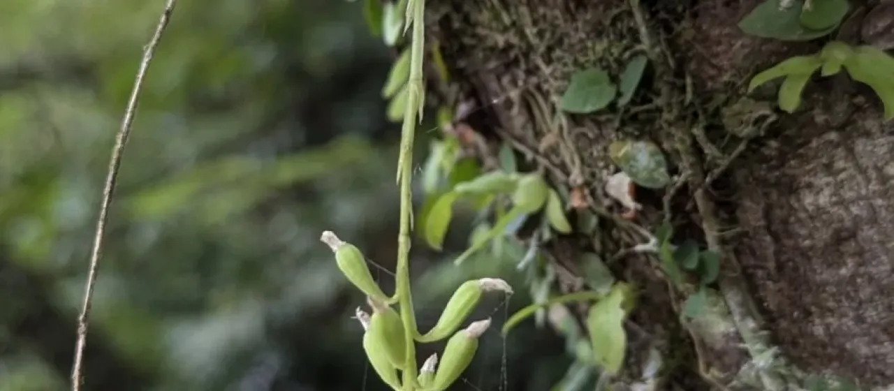 Liparis elliptica