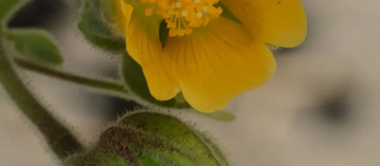 Velvetleaf