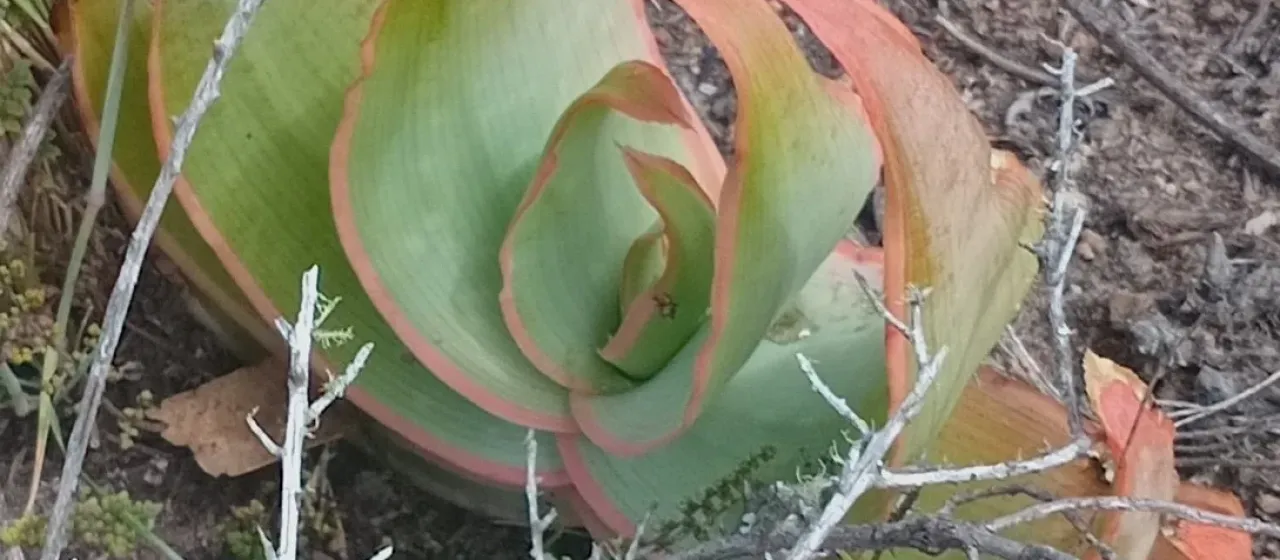 Coral aloe
