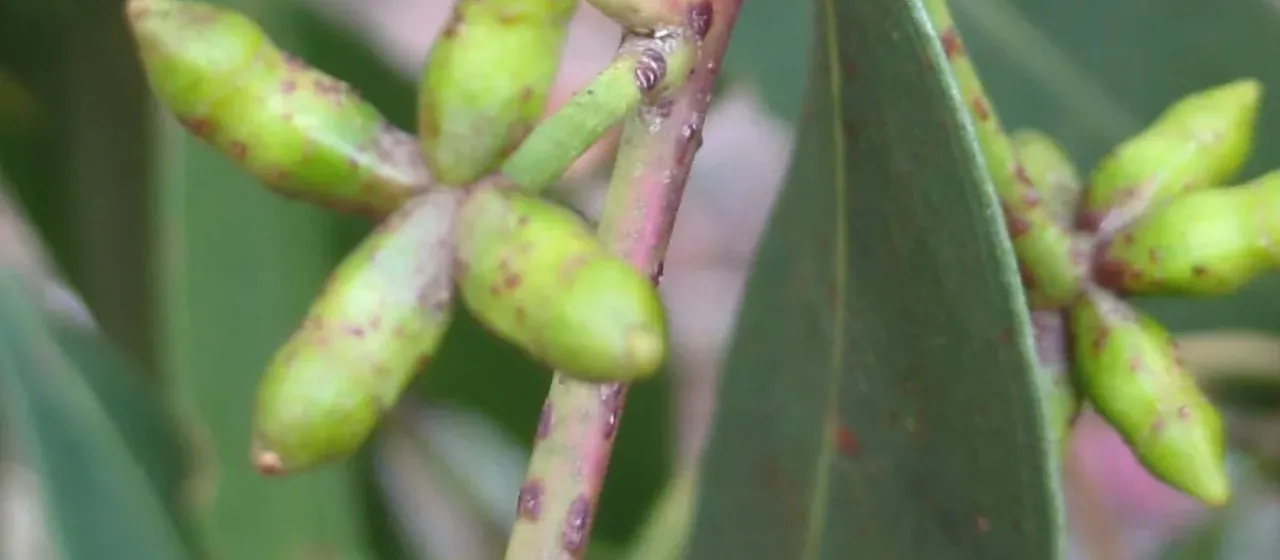 Eucalyptus goniocalyx