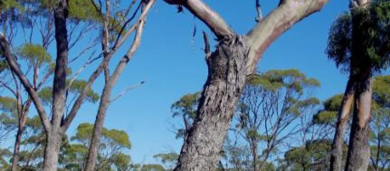 Eucalyptus longicornis