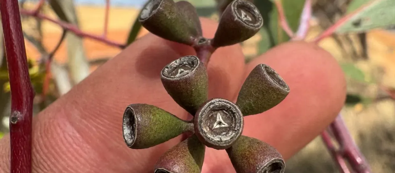 Eucalyptus loxophleba