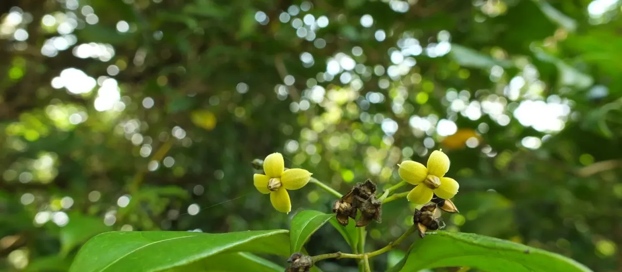 Gardneria ovata