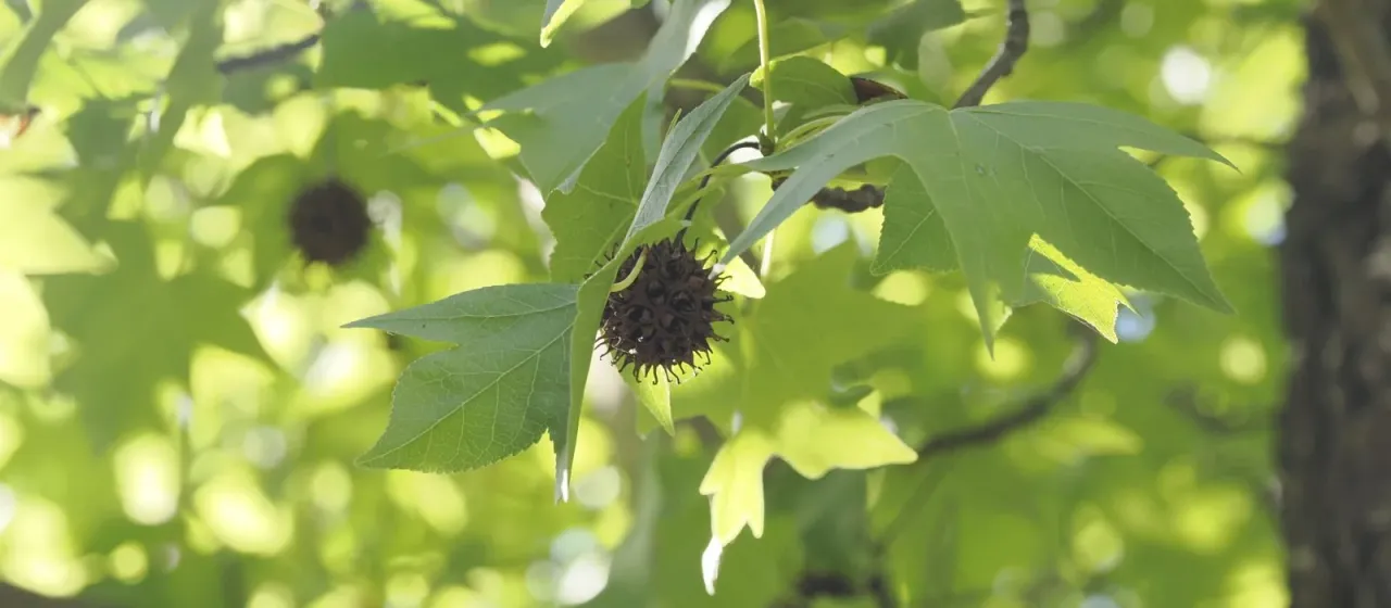 Oriental sweet-gum