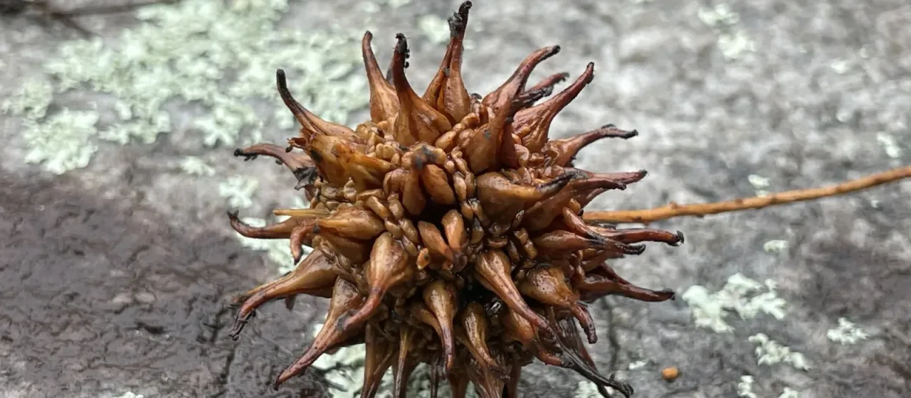 American sweetgum