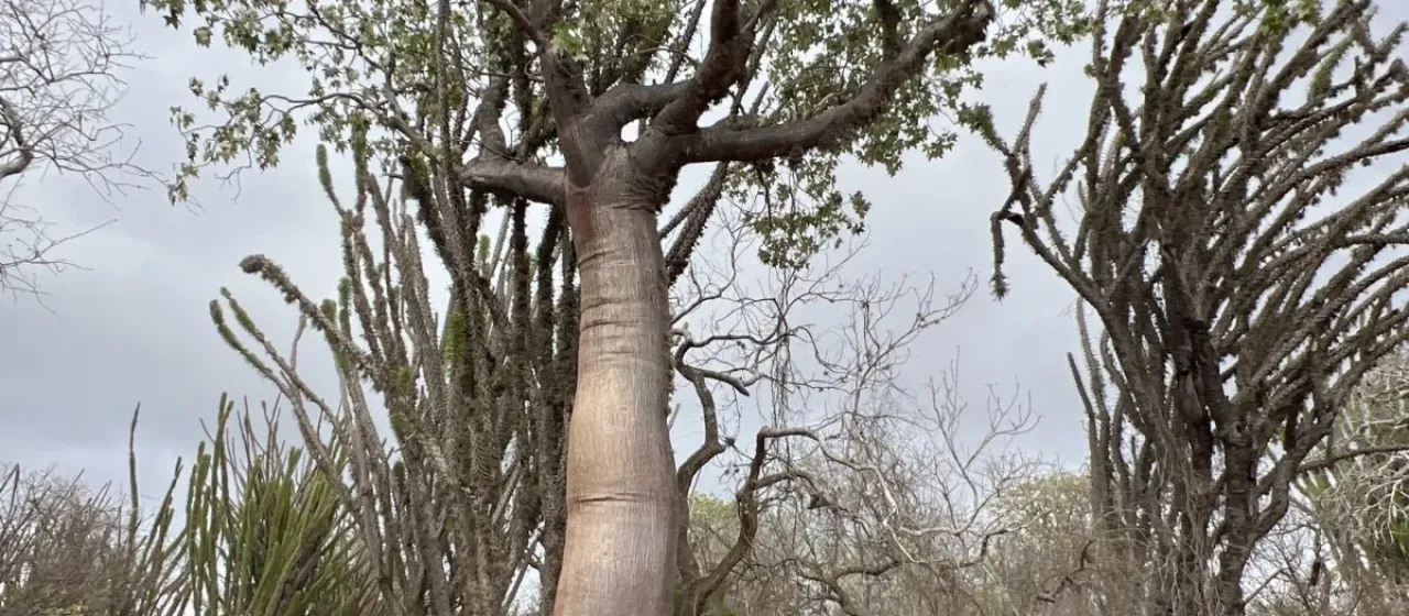 Givotia madagascariensis
