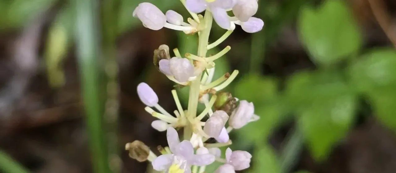 Creeping Liriope